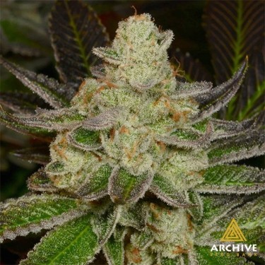 Semillas Doughlato de Archive Seeds - GB The Green Brand