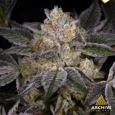 Semillas Moon Boots de Archive Seeds - GB The Green Brand