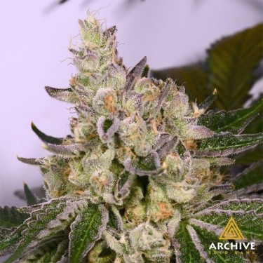 Semillas Space Walker de Archive Seeds - GB The Green Brand