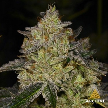 Semillas Rose Gold de Archive Seeds  - GB The Green Brand