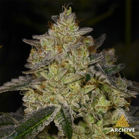 Semillas Rose Gold de Archive Seeds  - GB The Green Brand