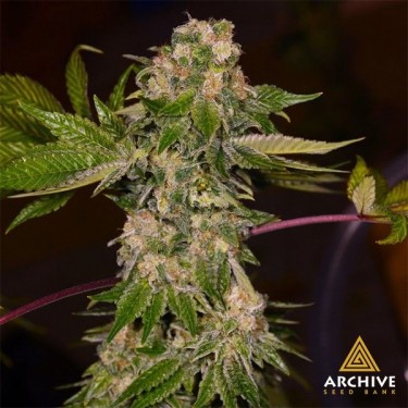 Rainbow Wreck de Archive Seeds - GB The Green Brand