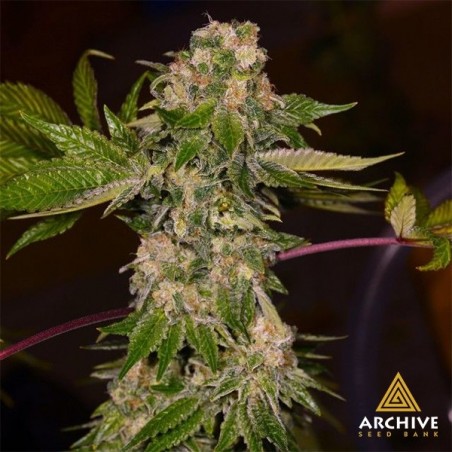 Rainbow Wreck de Archive Seeds - GB The Green Brand Rainbow Wreck de Archive Seeds - GB The Green Brand