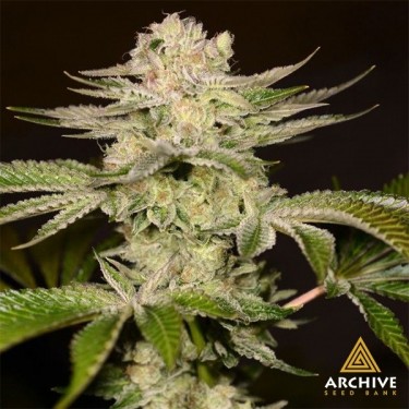 Semillas Petrochem de Archive Seeds - GB The Green Brand