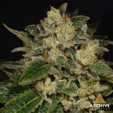 Semillas Light Speed de Archive Seeds  - GB The Green Brand