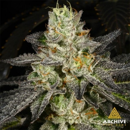 Semillas Tropical Fusion Archive Seeds - GB The Green Brand Semillas Tropical Fusion Archive Seeds - GB The Green Brand