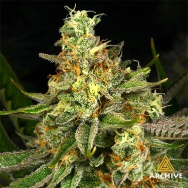 Semillas Killer Bees Archive Seeds  - GB The Green Brand