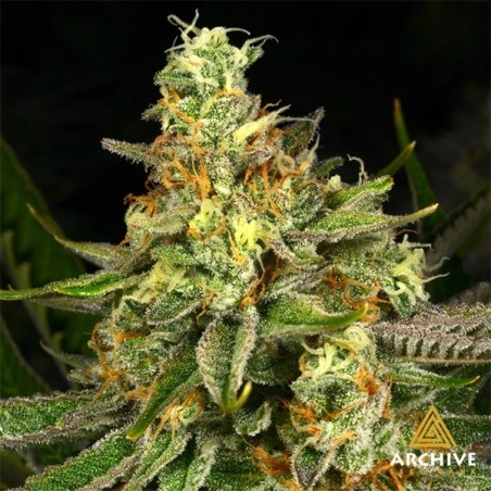 Semillas Killer Bees Archive Seeds - GB The Green Brand Semillas Killer Bees Archive Seeds - GB The Green Brand
