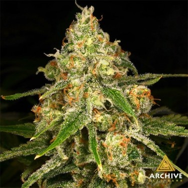Semillas Ginger Tea Archive Seeds  - GB The Green Brand