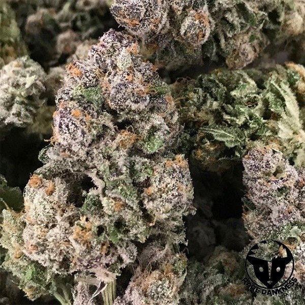 Trem de fantasma escuro Marijuana Planta