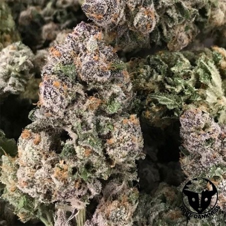 Planta de marijuana Dark Ghost Train Planta de marijuana Dark Ghost Train