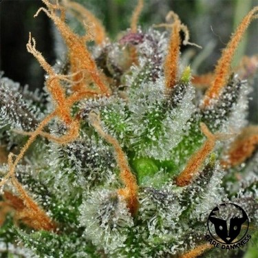 Planta de marihuana Karma Bitch