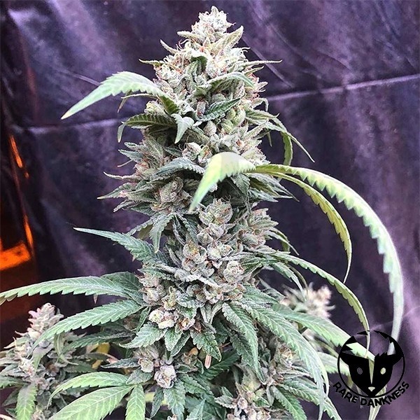 Planta de marihuana Scotts OG