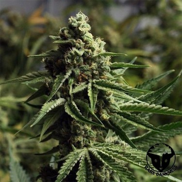 Planta de marihuana Ghost Train Haze