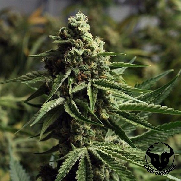 Trem Fantasma Haze planta de maconha