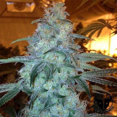 Planta de marihuana Rug Burn OG