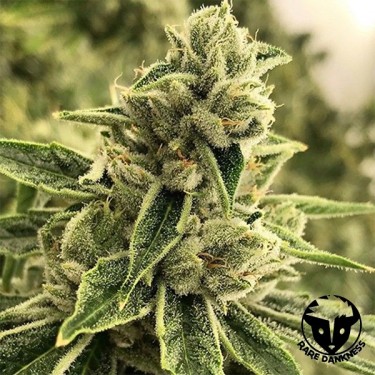 Planta de marihuana Drama