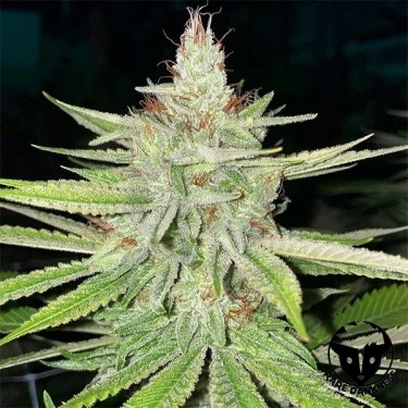 Planta de marihuana Cornbread
