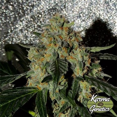 Planta de marihuana Karma OG Jack