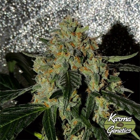 Planta de marihuana Karma OG Jack Planta de marihuana Karma OG Jack