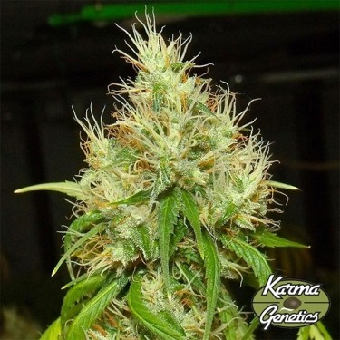 Semillas BA75 de Karma Genetics- GB The Green Brand