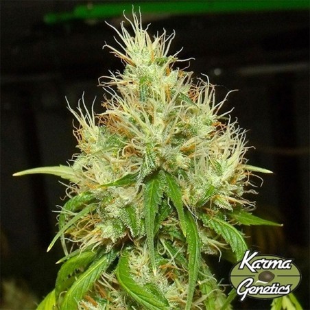Semillas BA75 de Karma Genetics- GB The Green Brand Semillas BA75 de Karma Genetics- GB The Green Brand