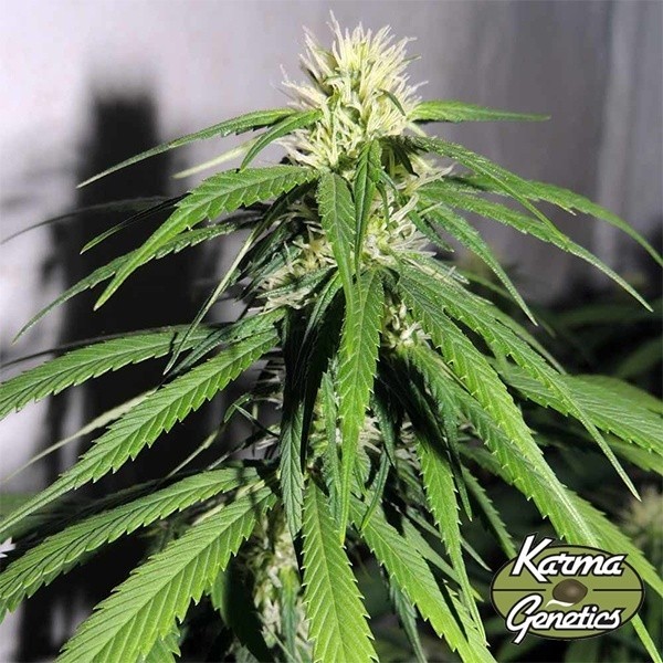 Planta de marihuana OSH A5HZ