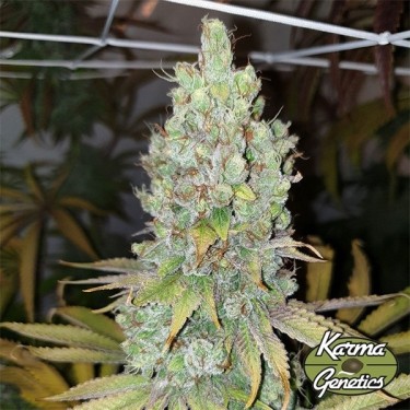 Semillas Di Frutti  de Karma Genetics - GB The Green Brand