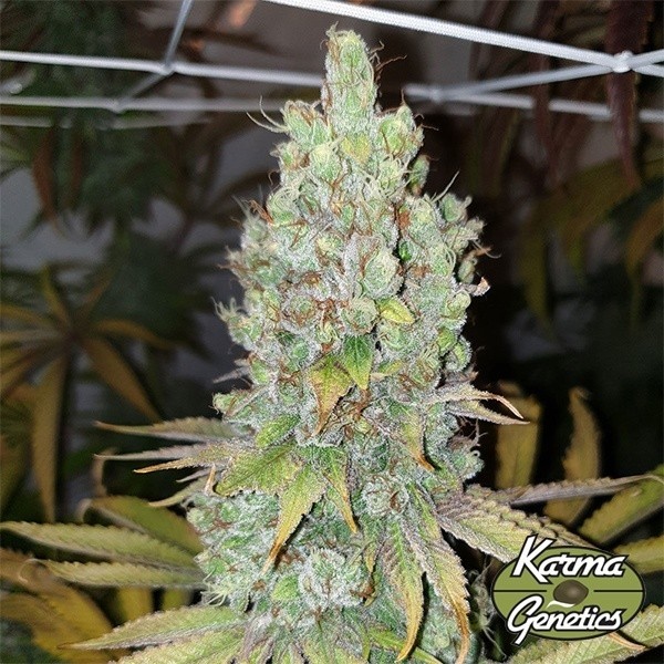 Semillas Di Frutti  de Karma Genetics - GB The Green Brand