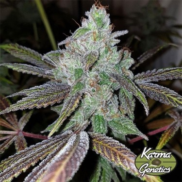 Semillas Now N Frutti de Karma Genetics - GB The Green Brand