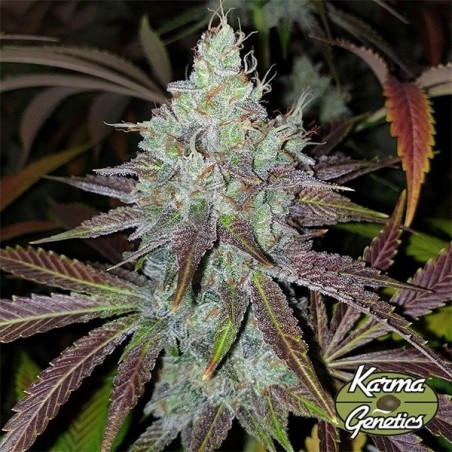 Semillas Mango Lassi de Karma Genetics - GB The Green Brand Semillas Mango Lassi de Karma Genetics - GB The Green Brand