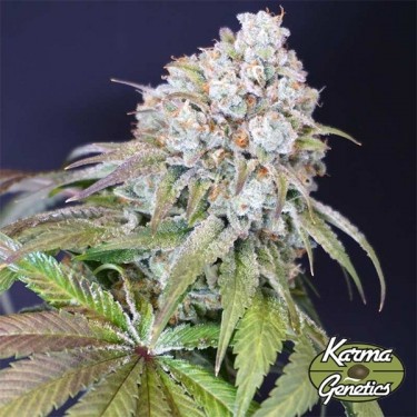 Semillas Dog Fruit de Karma Genetics - GB The Green Brand