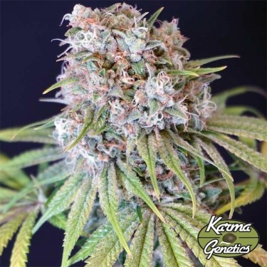 Planta de marihuana Melon Cheddar