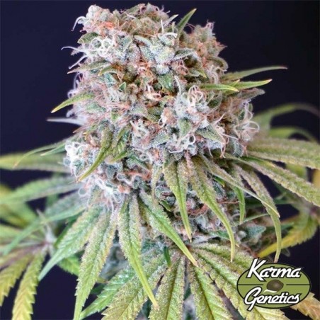 Planta de marihuana Melon Cheddar Planta de marihuana Melon Cheddar
