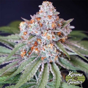 Semilla Feminizada MS 29 de Karma Genetics - GB
