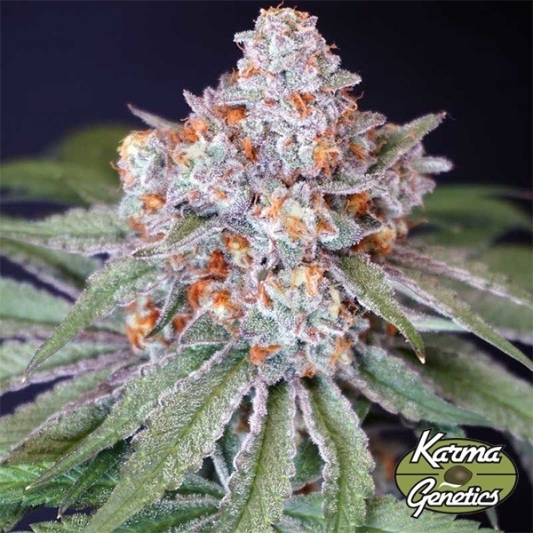 Semilla Feminizada MS 29 de Karma Genetics - GB