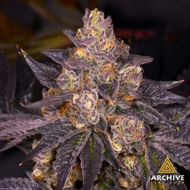 Planta de marihuana Planet Purple