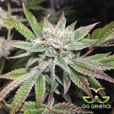 Planta de marihuana Original Glue (GG4 S1)