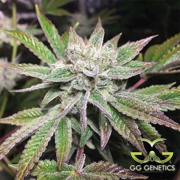 Planta de maconha de cola original (GG4 S1)