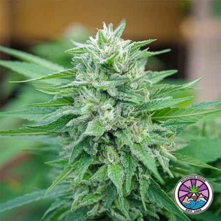 Moby Delicious de Delicious Seeds - GB A marca verde Moby Delicious de Delicious Seeds - GB A marca verde