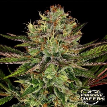 Planta de marihuana Chocolate Wafflez