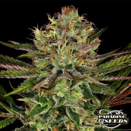 Planta de marihuana Chocolate Wafflez
