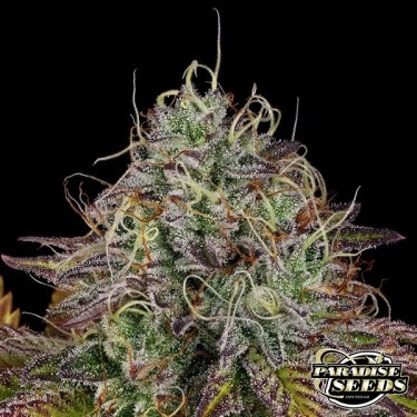 Planta de marihuana Apricot Candy