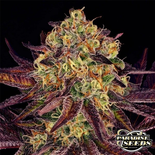 Planta de marihuana Tangerine Sorbet
