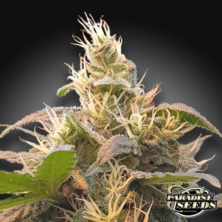 CBD Energia