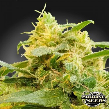 CBDivine Paradise Seeds semi femminizzati