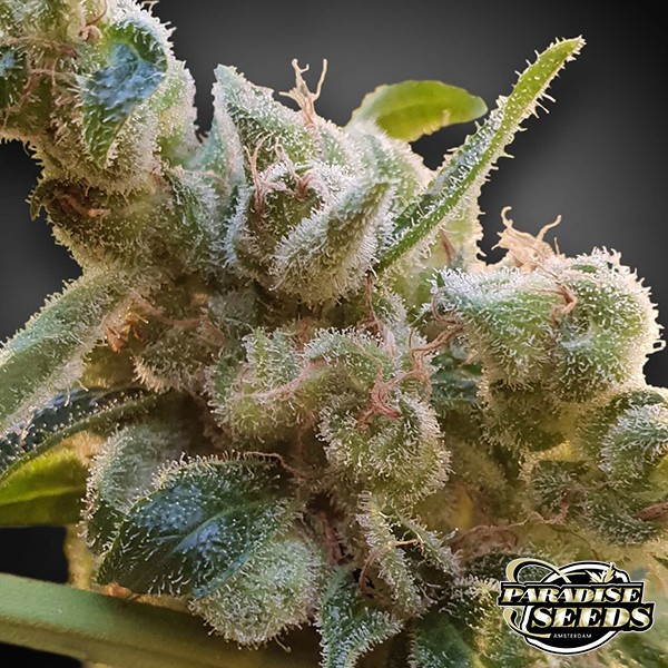 CBDrelax Paradise Seeds semi femminizzati