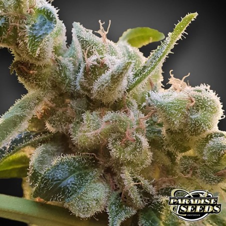 CBDrelax Paradise Seeds semi femminizzati