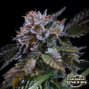Planta de marihuana White Noise