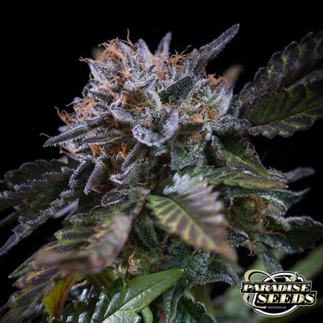 Planta de marihuana White Noise Planta de marihuana White Noise